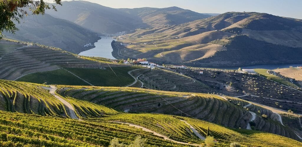 vineyard, terraces, douro valley, portugal, douro valley, douro valley, douro valley, douro valley, douro valley, portugal, portugal