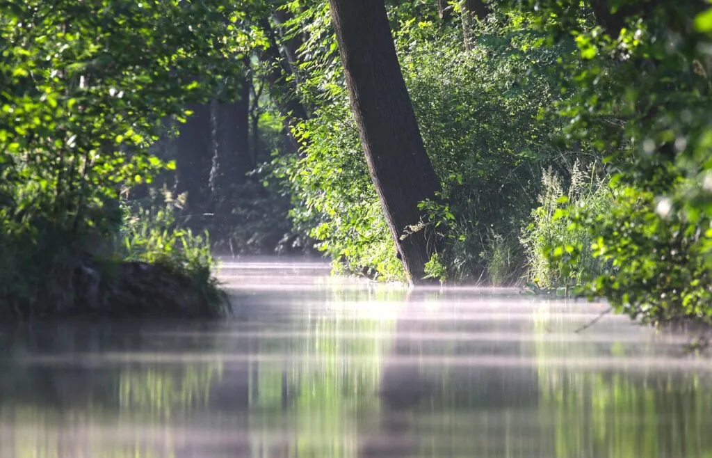 spreewald, spree forest, river, trees, forest, woods, biosphere reserve, nature, morning mood, nature reserve